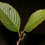 Ticodendron incognitum Hoja