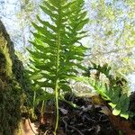 Polypodium californicum Hoja