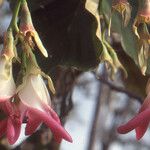 Dipterocarpus obtusifolius Flower