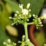 Psychotria calva Flower