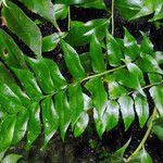 Cyrtomium falcatum 葉