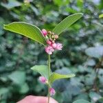 Symphoricarpos albusЦветок