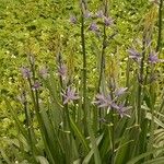 Camassia leichtlinii Hábito