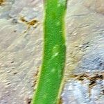 Allium senescens Blomst
