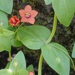 Lysimachia arvensis Feuille