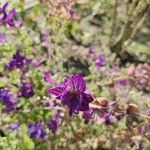 Salvia viridis Цветок