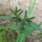 Rhinanthus minor Leaf