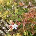 Abelia grandiflora Flor