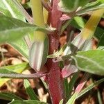 Oenothera elata Corteccia