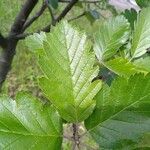 Sorbus mougeotii Hoja