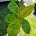 Exochorda racemosa Folha