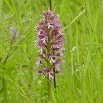 Orchis x hybrida Other