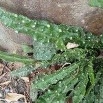 Picris echioides Blatt