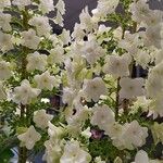 Hydrangea quercifolia फूल