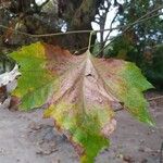 Platanus occidentalisLeaf