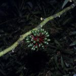 Guatteria punctata 果實