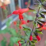 Salvia roemeriana Flor