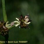 Juncus striatus Blüte