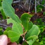 Laguncularia racemosa Folla