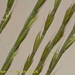 Vulpia unilateralis その他の提案