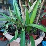 Cordyline stricta Blad