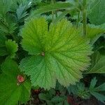 Geum quellyon 葉