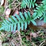 Polypodium vulgareഇല