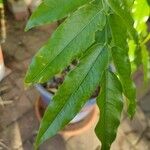 Castanospermum australe Blatt