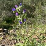 Echium creticum Habit