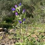 Echium creticum Характер