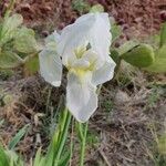 Iris albicans Floare