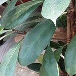 Ficus cyathistipula Blatt