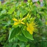 Hypericum hircinum Habitus