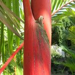 Cyrtostachys renda Bark