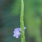 Stachytarpheta jamaicensis Květ