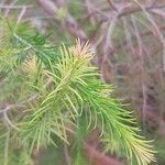 Melaleuca alternifolia Yaprak