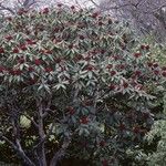 Rhododendron barbatum Hábito