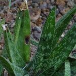 Gasteria obliqua Leaf