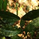 Gnetum africanum Leaf