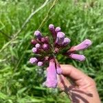 Syringa josikaea Flower