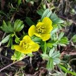 Eranthis hyemalisফুল