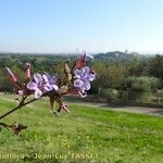 Plumbago europaea Otro