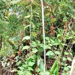 Rubus moluccanus പുറംതൊലി