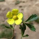 Potentilla pyrenaica Flower