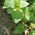 Lysimachia arvensis Blatt