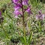 Orchis olbiensis Цветок