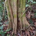 Lecointea amazonica Bark