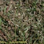 Eragrostis pilosa Kvet