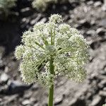 Angelica lineariloba Flor