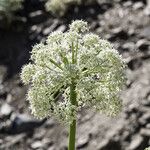 Angelica lineariloba